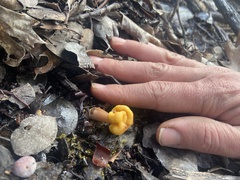 Cudonia spathulata