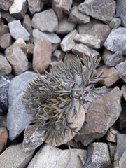 Lignocarpa carnosula
