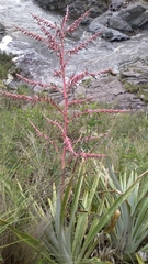 Puya spathacea