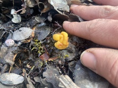 Cudonia spathulata