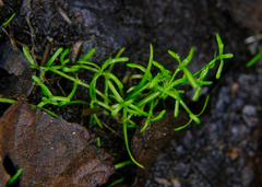 Callitriche marginata