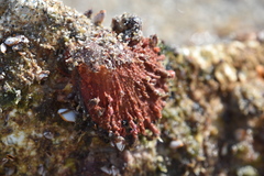 Spondylus