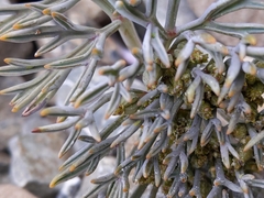 Lignocarpa carnosula
