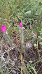 Portulaca eruca