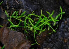 Callitriche marginata