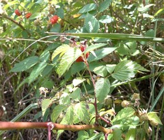 Rubus rosifolius