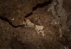 Chrysolarentia phaedra