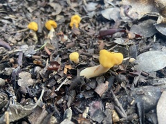 Cudonia spathulata