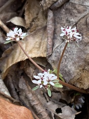 Erigenia bulbosa