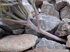 Lignocarpa carnosula