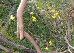 Diuris chryseopsis