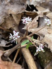 Erigenia bulbosa