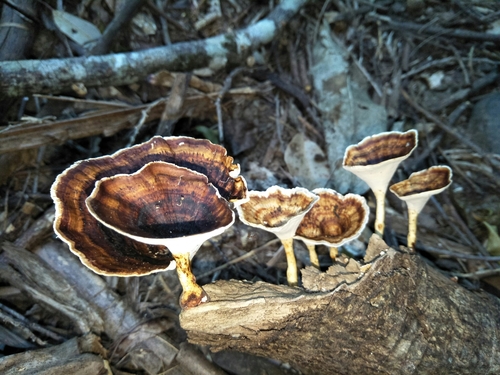 Microporus xanthopus image