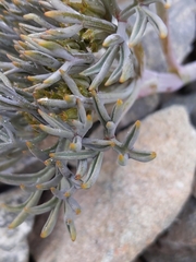 Lignocarpa carnosula