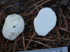 Rhizopogon