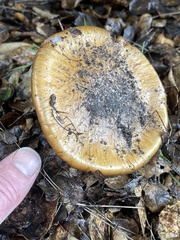 Cortinarius glaucopus
