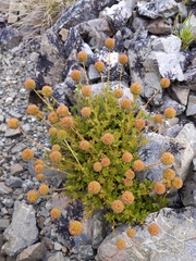 Acaena glabra