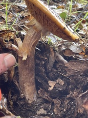 Cortinarius glaucopus