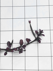 Epilobium microphyllum