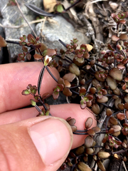 Epilobium microphyllum