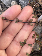 Epilobium microphyllum