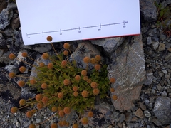 Acaena glabra