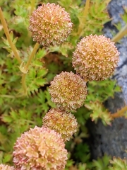 Acaena glabra