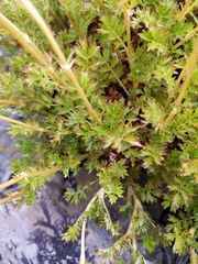 Acaena glabra