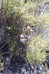 Roella triflora
