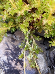 Acaena glabra