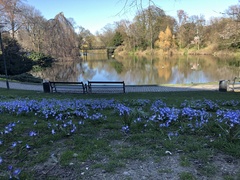 Scilla