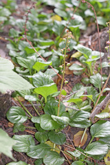 Pyrola asarifolia asarifolia