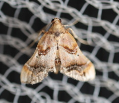 Scenedra decoratalis