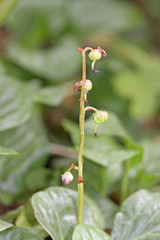 Pyrola asarifolia asarifolia