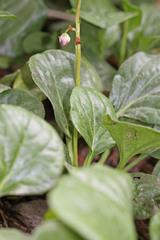 Pyrola asarifolia asarifolia