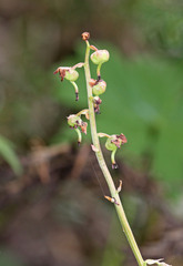 Pyrola asarifolia asarifolia