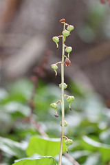 Pyrola asarifolia asarifolia
