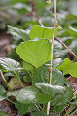 Pyrola asarifolia asarifolia