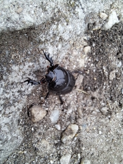 Diloboderus abderus