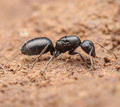 Camponotus ulcerosus