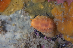 Notocypraea comptonii
