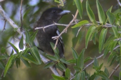 Pachyramphus polychopterus