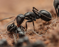 Camponotus ulcerosus