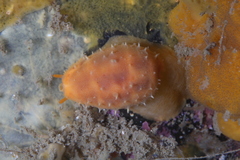 Notocypraea comptonii