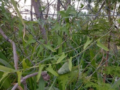 Araujia brachystephana