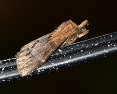 Dasylophia thyatiroides