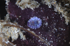 Chromodoris alternata