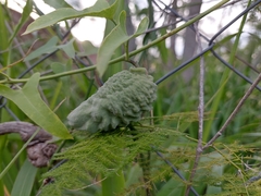 Araujia brachystephana