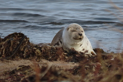 Pagophilus groenlandicus