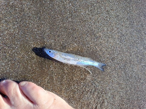 Smallscale silverside (Odontesthes incisa) — Atherinopsidae — 2